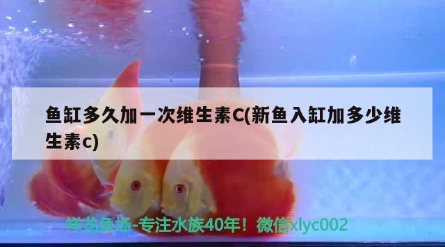 魚缸多久加一次維生素C(新魚入缸加多少維生素c) 水族用品