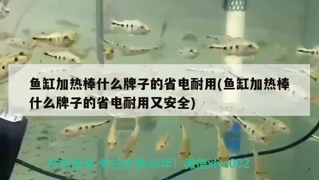 魚缸加熱棒什么牌子的省電耐用(魚缸加熱棒什么牌子的省電耐用又安全) 泰國雪鯽魚