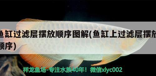 魚缸過濾層擺放順序圖解(魚缸上過濾層擺放順序)