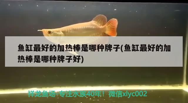 魚缸最好的加熱棒是哪種牌子(魚缸最好的加熱棒是哪種牌子好)