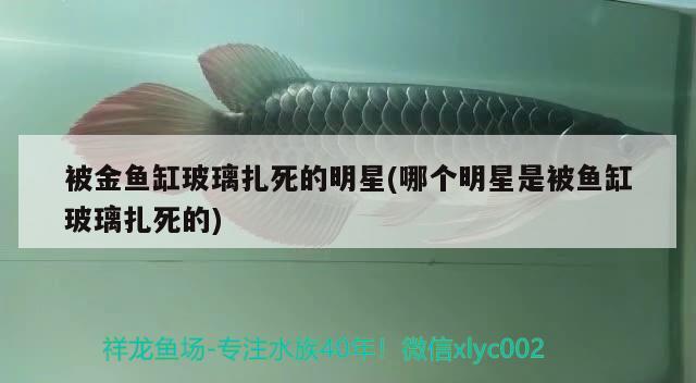 被金魚(yú)缸玻璃扎死的明星(哪個(gè)明星是被魚(yú)缸玻璃扎死的) 撒旦鴨嘴魚(yú)