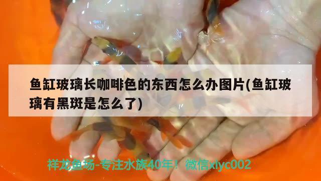 魚缸玻璃長咖啡色的東西怎么辦圖片(魚缸玻璃有黑斑是怎么了) 馬來西亞咖啡 第2張