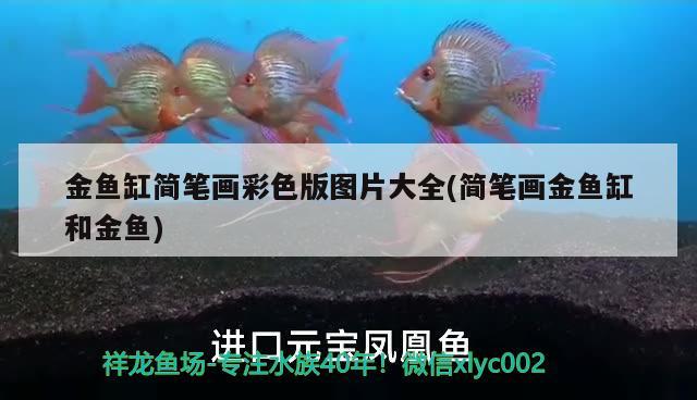 金魚缸簡筆畫彩色版圖片大全(簡筆畫金魚缸和金魚)