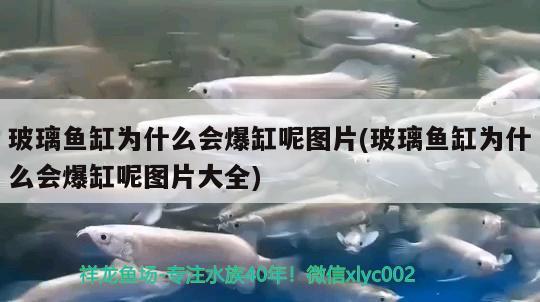 玻璃魚(yú)缸為什么會(huì)爆缸呢圖片(玻璃魚(yú)缸為什么會(huì)爆缸呢圖片大全)