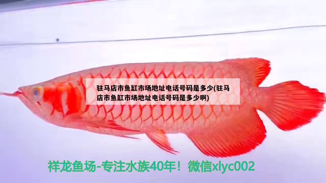 駐馬店市魚缸市場地址電話號碼是多少(駐馬店市魚缸市場地址電話號碼是多少啊) 白子球鯊魚