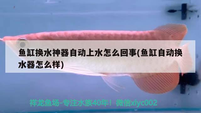 魚缸換水神器自動上水怎么回事(魚缸自動換水器怎么樣) 黑桃A魚苗