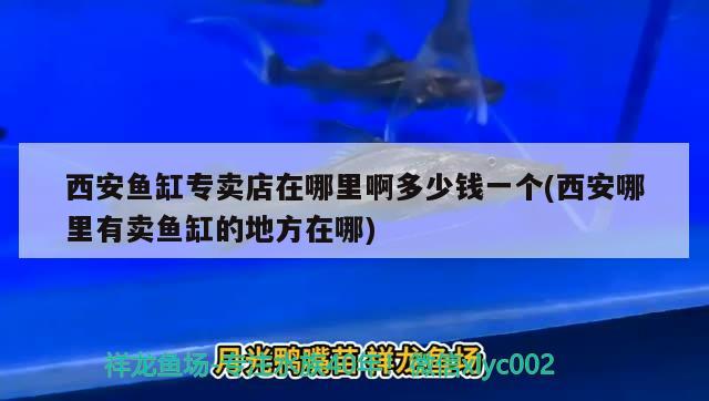 西安魚缸專賣店在哪里啊多少錢一個(gè)(西安哪里有賣魚缸的地方在哪)