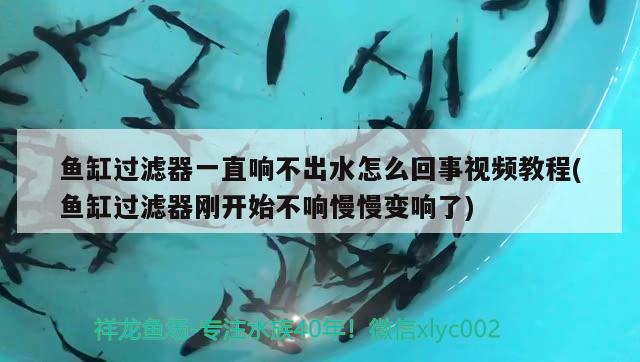 魚(yú)缸過(guò)濾器一直響不出水怎么回事視頻教程(魚(yú)缸過(guò)濾器剛開(kāi)始不響慢慢變響了)