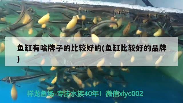 魚缸有啥牌子的比較好的(魚缸比較好的品牌)