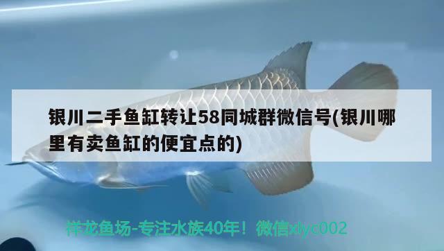 銀川二手魚缸轉讓58同城群微信號(銀川哪里有賣魚缸的便宜點的)