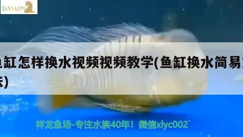 魚缸怎樣換水視頻視頻教學(xué)(魚缸換水簡易方法) 黃金斑馬魚