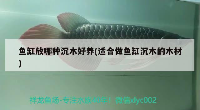 魚缸放哪種沉木好養(yǎng)(適合做魚缸沉木的木材) 財神鸚鵡魚