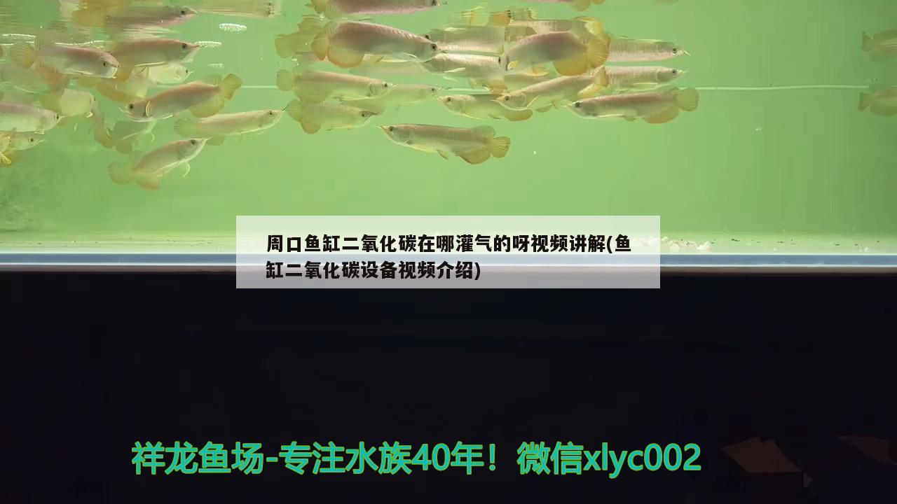 周口魚缸二氧化碳在哪灌氣的呀視頻講解(魚缸二氧化碳設(shè)備視頻介紹) 二氧化碳設(shè)備