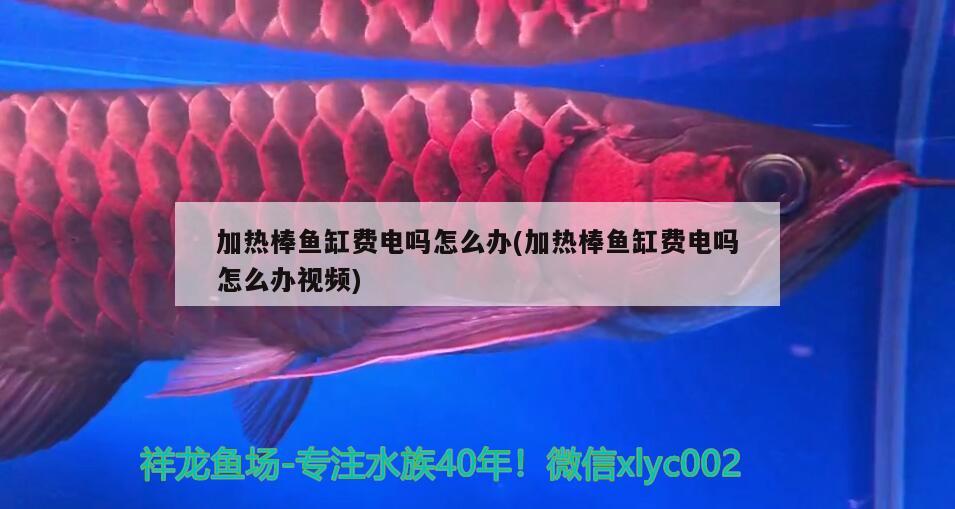 加熱棒魚缸費電嗎怎么辦(加熱棒魚缸費電嗎怎么辦視頻) 帝王三間魚