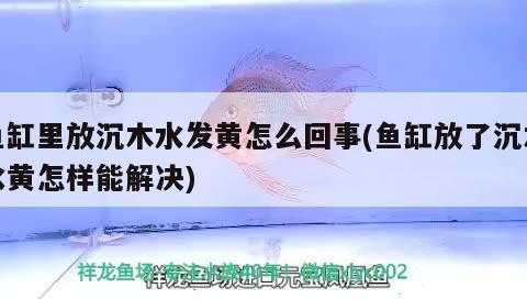 魚(yú)缸里放沉木水發(fā)黃怎么回事(魚(yú)缸放了沉木水黃怎樣能解決)