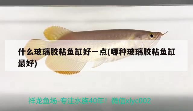 什么玻璃膠粘魚缸好一點(哪種玻璃膠粘魚缸最好) 雙線側(cè)魚