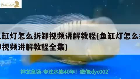 魚缸燈怎么拆卸視頻講解教程(魚缸燈怎么拆卸視頻講解教程全集) 過濾設(shè)備