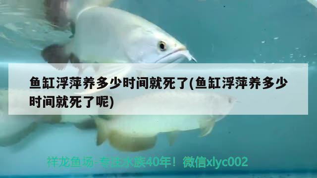 魚缸浮萍養(yǎng)多少時間就死了(魚缸浮萍養(yǎng)多少時間就死了呢) 巴西亞魚