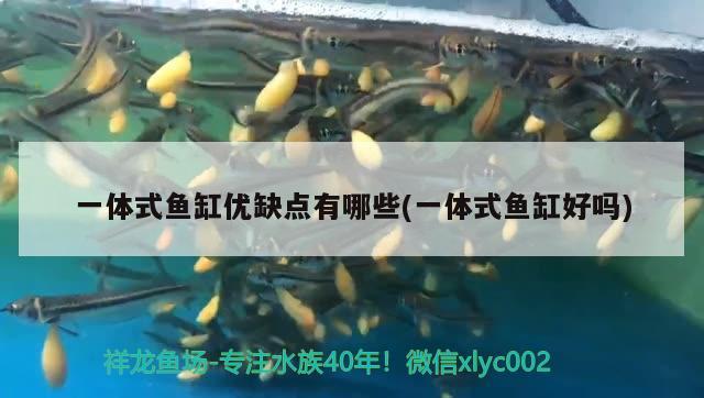 一體式魚缸優(yōu)缺點有哪些(一體式魚缸好嗎)