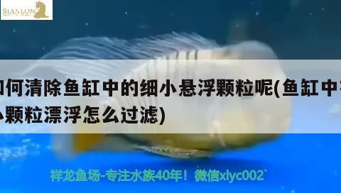 如何清除魚缸中的細小懸浮顆粒呢(魚缸中有小顆粒漂浮怎么過濾) 白子銀龍苗（黃化銀龍苗）