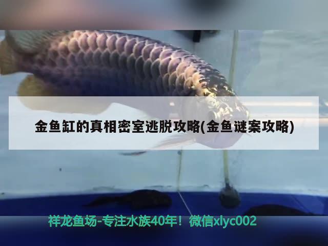 金魚缸的真相密室逃脫攻略(金魚謎案攻略)