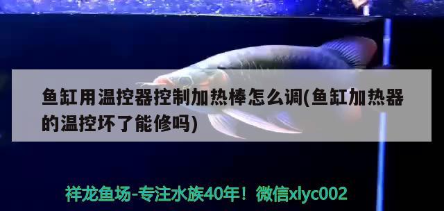 魚缸用溫控器控制加熱棒怎么調(diào)(魚缸加熱器的溫控壞了能修嗎) 純血皇冠黑白魟魚