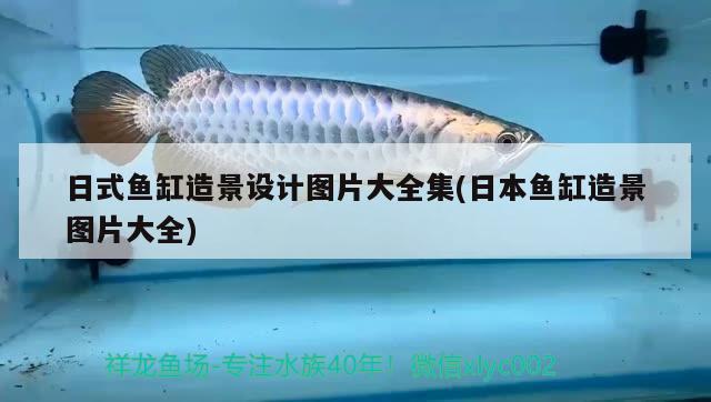 日式魚(yú)缸造景設(shè)計(jì)圖片大全集(日本魚(yú)缸造景圖片大全) 虎魚(yú)百科