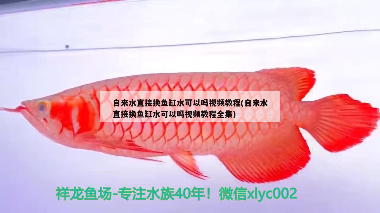 自來水直接換魚缸水可以嗎視頻教程(自來水直接換魚缸水可以嗎視頻教程全集) 財神鸚鵡魚