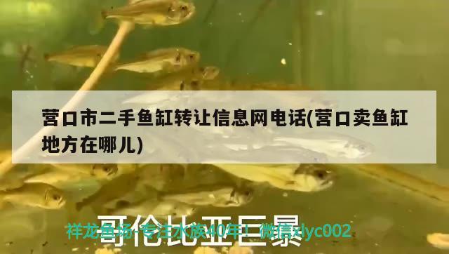 營口市二手魚缸轉(zhuǎn)讓信息網(wǎng)電話(營口賣魚缸地方在哪兒)