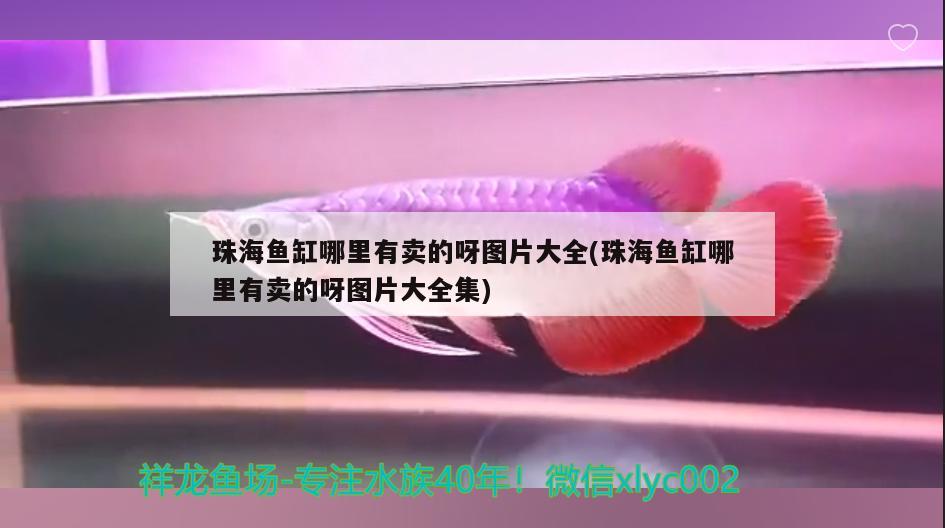 珠海魚缸哪里有賣的呀圖片大全(珠海魚缸哪里有賣的呀圖片大全集)