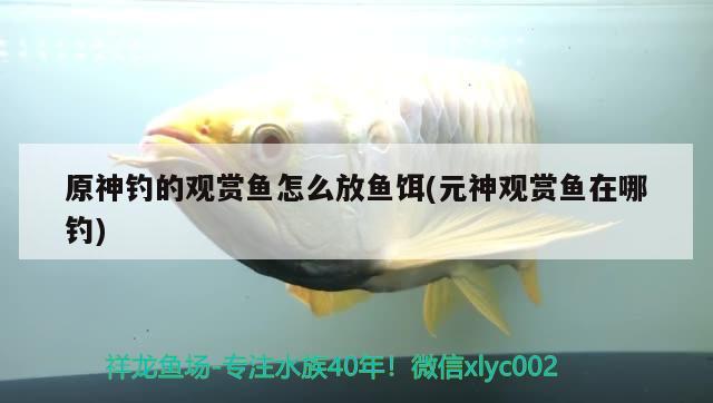 原神釣的觀賞魚怎么放魚餌(元神觀賞魚在哪釣) 垂釣樂園