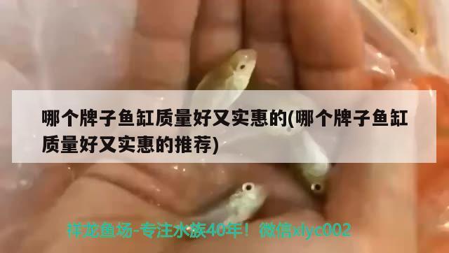 哪個(gè)牌子魚缸質(zhì)量好又實(shí)惠的(哪個(gè)牌子魚缸質(zhì)量好又實(shí)惠的推薦) 祥龍金禾金龍魚