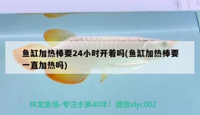 魚缸加熱棒要24小時(shí)開著嗎(魚缸加熱棒要一直加熱嗎) 非洲象鼻魚