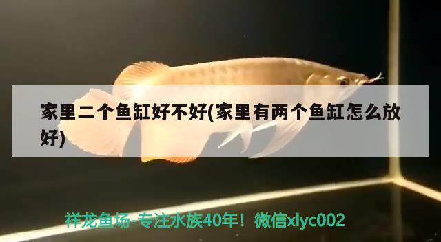 家里二個魚缸好不好(家里有兩個魚缸怎么放好)