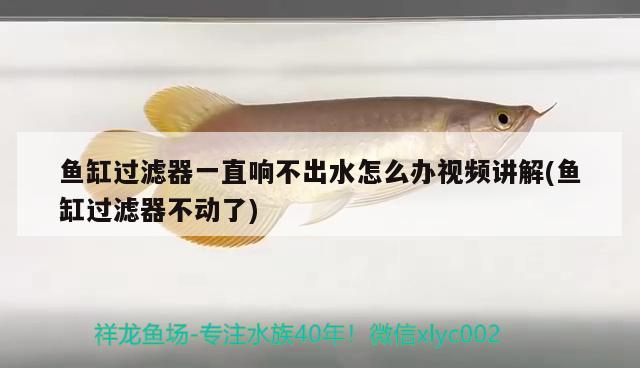 魚缸過濾器一直響不出水怎么辦視頻講解(魚缸過濾器不動(dòng)了) 觀賞魚百科 第2張