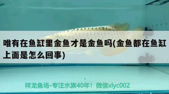 唯有在魚(yú)缸里金魚(yú)才是金魚(yú)嗎(金魚(yú)都在魚(yú)缸上面是怎么回事) 養(yǎng)魚(yú)的好處