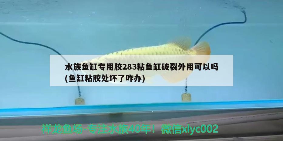 水族魚缸專用膠283粘魚缸破裂外用可以嗎(魚缸粘膠處壞了咋辦) 三間鼠魚