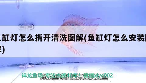 魚缸燈怎么拆開清洗圖解(魚缸燈怎么安裝圖解) 申古三間魚