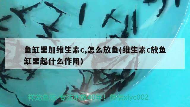 魚缸里加維生素c,怎么放魚(維生素c放魚缸里起什么作用)