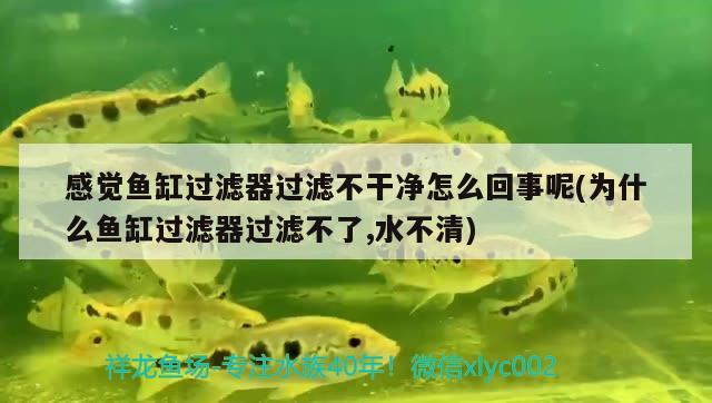 感覺魚缸過濾器過濾不干凈怎么回事呢(為什么魚缸過濾器過濾不了,水不清) 星點金龍魚