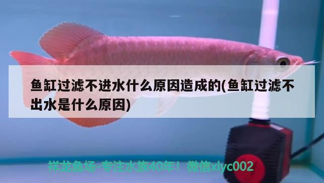 魚缸過濾不進(jìn)水什么原因造成的(魚缸過濾不出水是什么原因) 紅魔王銀版魚