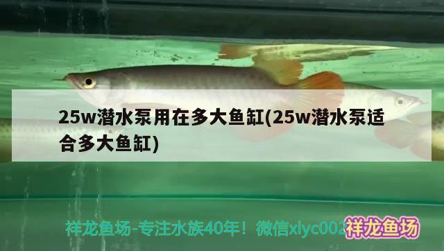 25w潛水泵用在多大魚缸(25w潛水泵適合多大魚缸)