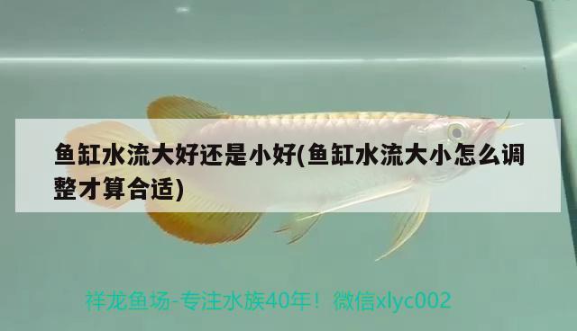 魚缸水流大好還是小好(魚缸水流大小怎么調(diào)整才算合適) 國(guó)產(chǎn)元寶鳳凰魚