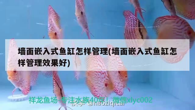 墻面嵌入式魚(yú)缸怎樣管理(墻面嵌入式魚(yú)缸怎樣管理效果好)