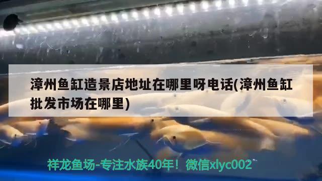 漳州魚缸造景店地址在哪里呀電話(漳州魚缸批發(fā)市場在哪里) 白寫錦鯉魚