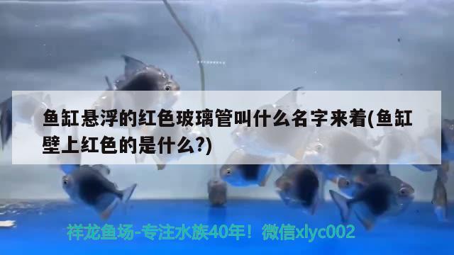 魚缸懸浮的紅色玻璃管叫什么名字來(lái)著(魚缸壁上紅色的是什么?)