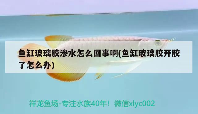 魚缸玻璃膠滲水怎么回事啊(魚缸玻璃膠開膠了怎么辦) 丹頂錦鯉魚