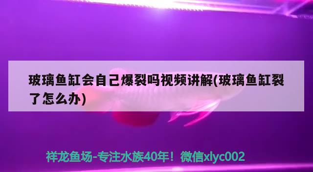 玻璃魚缸會自己爆裂嗎視頻講解(玻璃魚缸裂了怎么辦) 定時器/自控系統(tǒng)