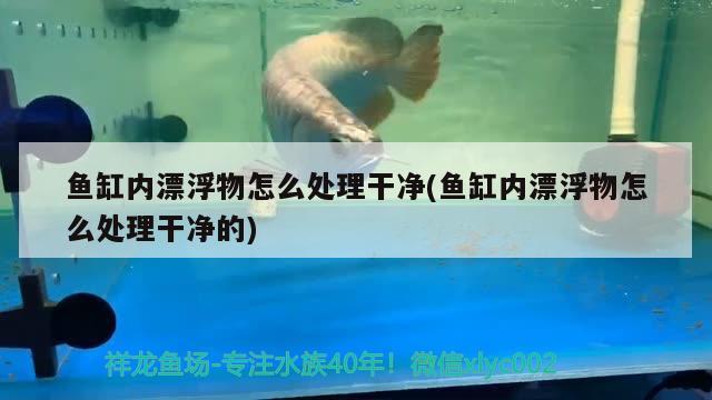 魚缸內(nèi)漂浮物怎么處理干凈(魚缸內(nèi)漂浮物怎么處理干凈的) 短身紅龍魚