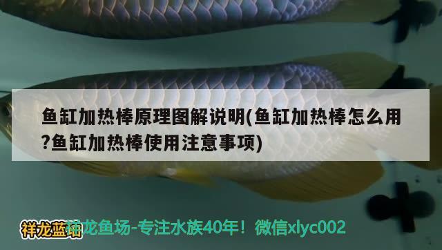 魚缸加熱棒原理圖解說明(魚缸加熱棒怎么用?魚缸加熱棒使用注意事項)